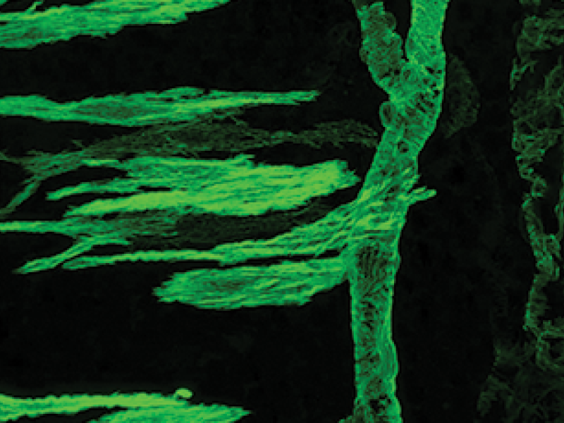 Biosciences Research Group